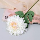 Цветы искусственные "Хризантема садовая галант" 14х57 см, белый - фото 319898790