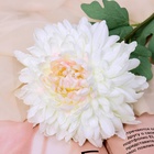 Цветы искусственные "Хризантема садовая галант" 14х57 см, белый - фото 809154649