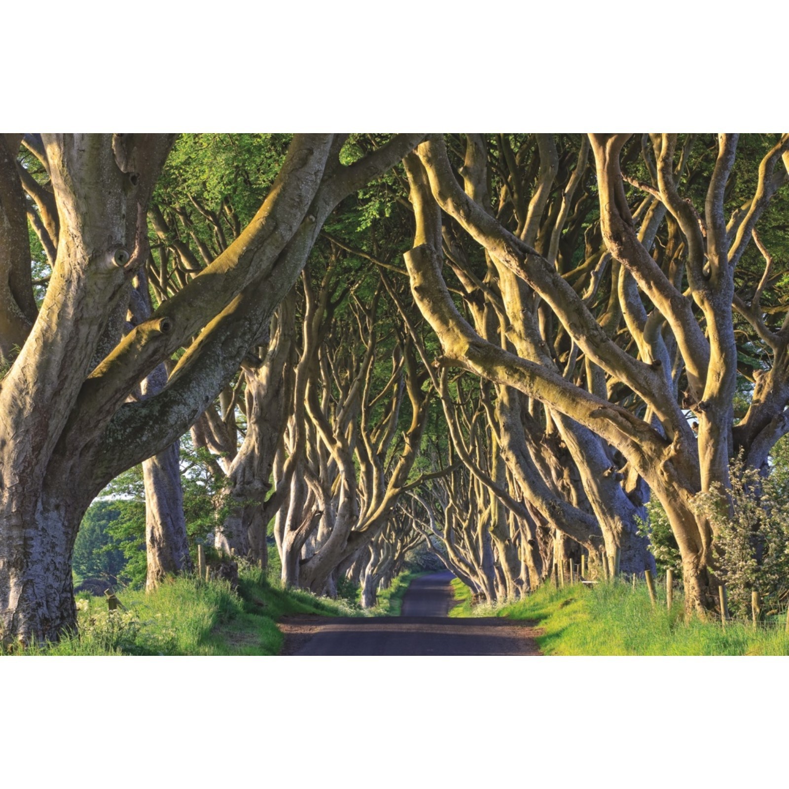 Переплетенные деревья. Академия филлипса в андовере. Ниваки в кореи. Дерево на котором академия. Магическое дерево фото.