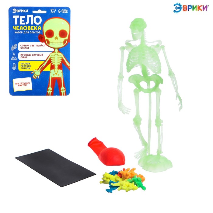 Набор для опытов «Тело человека», светится в темноте - Фото 1