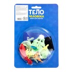 Набор для опытов «Тело человека», светится в темноте - Фото 6