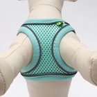 Комплект с мягкой шлейкой, быстросъемный, XS, поводок 150×1.5 см, ОШ 29-32 ОГ 31-34 см, бирюзовый - Фото 5