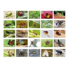 Настольная игра «Мемо мир насекомых и не только» - фото 3883705