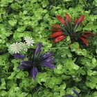 Декоративная панель, 60 × 40 см, цветы, МИКС, Greengo 9241493 - фото 14099615