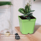 Горшок для рассады, 3 л, d = 16,5 см, h = 16 см, зелёный, Greengo - Фото 3