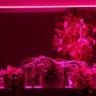 Фитосветильник светодиодный, 14 Вт, 872 мм, IP20, сине-красный спектр, фиолетовый, FITO-14W-W, «ЭРА» - Фото 8