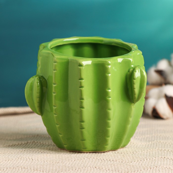 студия кактус киров. кактусы в домашнем интерьере. кактус киров. бутон опунции. кактус киров.