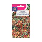 Семена цветов Амарант трёхцветная "Иллюминация", 0,05 г - фото 25289141