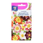 Семена цветов Георгина Смесь "Коларетте Денди Микс", 0,2 г - Фото 1