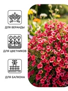 Семена цветов Петуния ампельная «Лавина Розовая F1», 0.01 г, «УРОЖАЙ УДАЧИ» - Фото 3