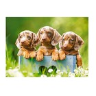 Пазл «Щенки таксы», 100 элементов - фото 44897642