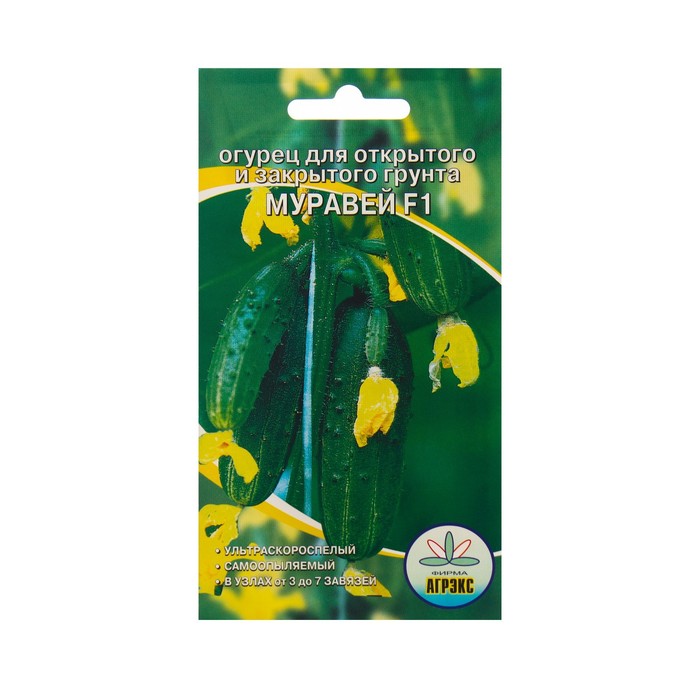 Огурец муравей отзывы фото Огурец муравей отзывы фото