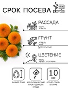 Семена цветов Подсолнечник Медвежонок, 10 шт - Фото 2