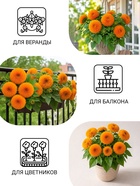 Семена цветов Подсолнечник Медвежонок, 10 шт - Фото 3