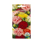 Семена Цветов Гвоздика перистая, смесь окрасок, 0.1 г - Фото 1