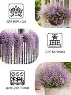 Семена цветов Гвоздика многолетняя лавандовая, 0,05 г - Фото 3