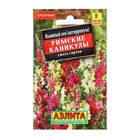 Семена Цветов Львиный зев "Римские каникулы", смесь сортов, 0,1 г - Фото 1