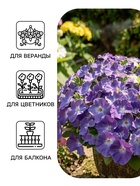 Семена Цветов Петуния «Мамбо» F1, небесно-голубая, пробирка, 7 шт. - Фото 3