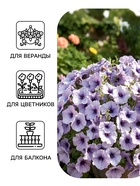 Семена Цветов Петуния «Мамбо» F1, синяя с прожилками, пробирка, 7 шт. - Фото 3