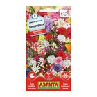 Семена Цветов Смесь цветов "Бордюрная", 2 г - Фото 1