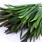 Букет искусственный «Эстрагон галант», 30 см, МИКС - фото 21922408