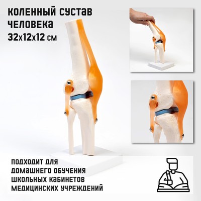 Анатомическая модель «Макет коленного сустава», 32×12×12 см
