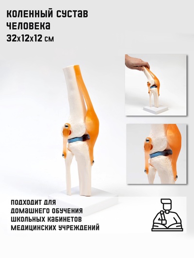 Анатомическая модель «Макет коленного сустава», 32×12×12 см