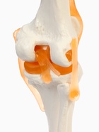 Анатомическая модель «Макет коленного сустава», 32×12×12 см 9278882