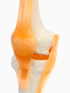 Анатомическая модель «Макет коленного сустава», 32×12×12 см 9278882