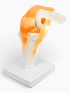Анатомическая модель «Макет коленного сустава», 32×12×12 см 9278882