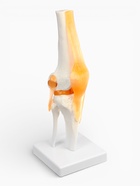 Анатомическая модель «Макет коленного сустава», 32×12×12 см 9278882