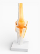 Анатомическая модель «Макет коленного сустава», 32×12×12 см 9278882
