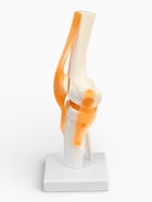 Анатомическая модель «Макет коленного сустава», 32×12×12 см 9278882