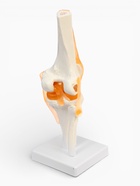 Анатомическая модель «Макет коленного сустава», 32×12×12 см 9278882