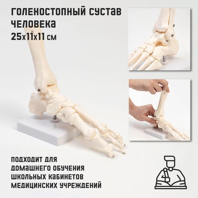 Анатомическая модель «Макет голеностопного сустава», 25×11×11 см