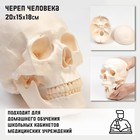 Анатомическая модель «Макет черепа человека», 20×15×18 см - Фото 1