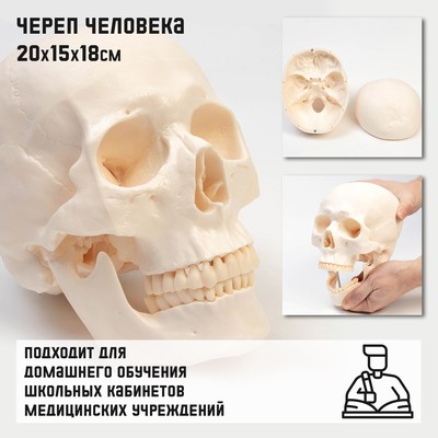 Анатомическая модель «Макет черепа человека», 20×15×18 см