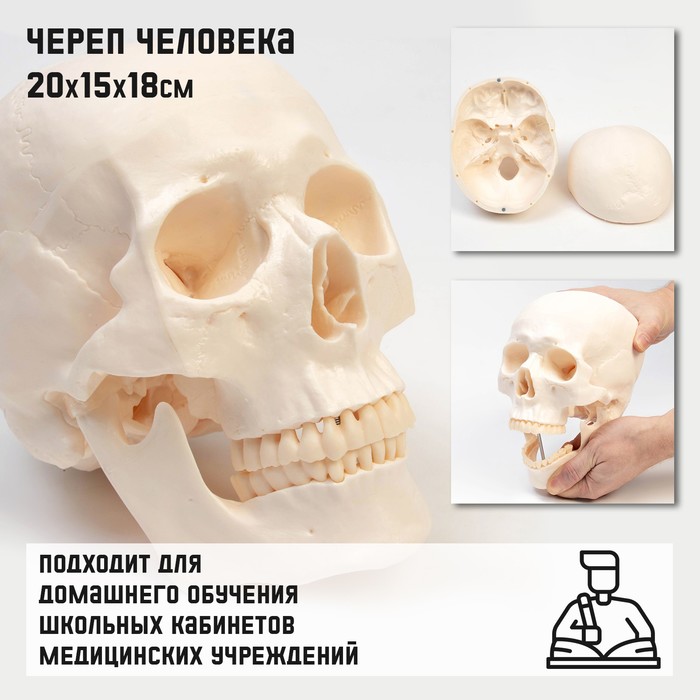 Анатомическая модель «Макет черепа человека», 20×15×18 см - Фото 1
