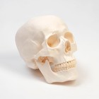 Анатомическая модель «Макет черепа человека», 20×15×18 см - Фото 2