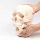 Анатомическая модель «Макет черепа человека», 20×15×18 см - Фото 3