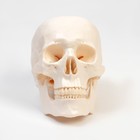 Анатомическая модель «Макет черепа человека», 20×15×18 см - Фото 4