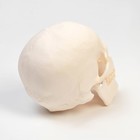 Анатомическая модель «Макет черепа человека», 20×15×18 см - Фото 5