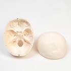 Анатомическая модель «Макет черепа человека», 20×15×18 см - Фото 6