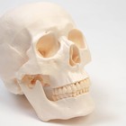 Анатомическая модель «Макет черепа человека», 20×15×18 см - Фото 7