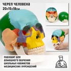 Анатомическая модель «Макет черепа человека», цветной, 20×15×18 см - Фото 1