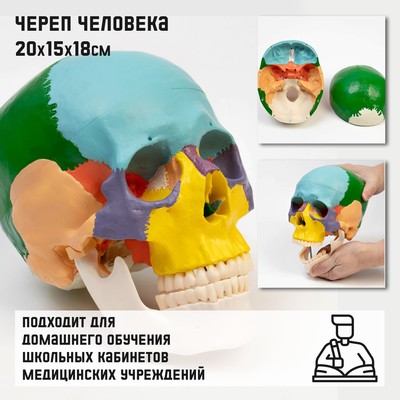 Анатомическая модель «Макет черепа человека», цветной, 20×15×18 см
