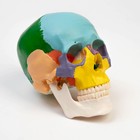 Анатомическая модель «Макет черепа человека», цветной, 20×15×18 см - Фото 2