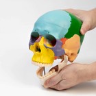 Анатомическая модель «Макет черепа человека», цветной, 20×15×18 см - Фото 3