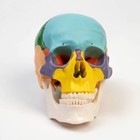Анатомическая модель «Макет черепа человека», цветной, 20×15×18 см - Фото 4