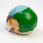 Анатомическая модель «Макет черепа человека», цветной, 20×15×18 см - Фото 5